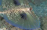 Flying Gurnard 2