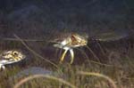 Flying Gurnard
