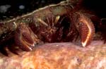 Giant Hermit Crab