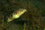 Goldspotted Eel 2
