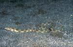 Goldspotted Eel