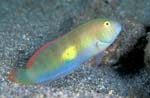 Green Razorfish