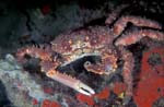 HairyClingingCrab