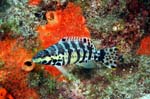 Harlequin Bass