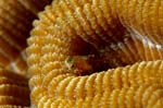 Juvenile Red Banner Blenny