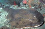 Lesser Electric Ray