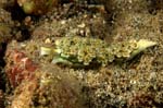 Lettuce Sea Slug