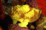 Longlure Frogfish