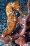 Longsnout Seahorse 2