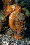 Longsnout Seahorse 3