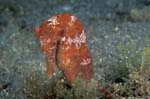 Longsnout Seahorse