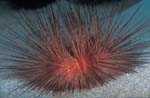Magnificent Urchin