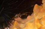 Nimble Spray Crab 2