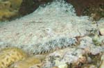 Peacock Flounder