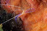 Pederson Cleaner Shrimp 2