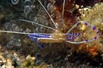 Pederson Cleaner Shrimp