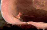 Peppermint Shrimp