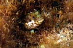 Punk Blenny 2