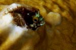 Punk Blenny