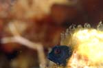 Red Banner Blenny
