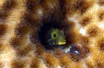 Secretary Blenny