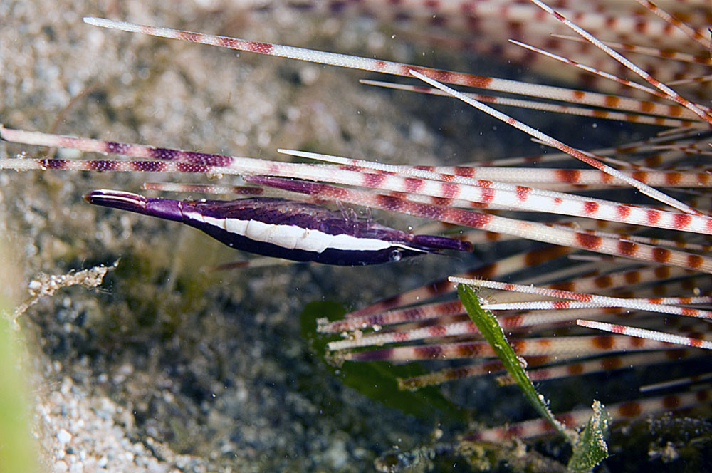 5DSC_0042