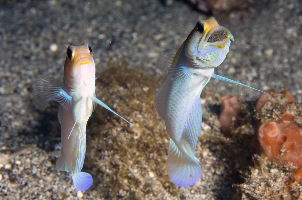 BluebarJawfish1