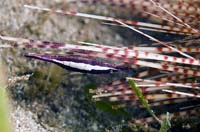 5DSC_0042