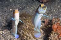 BluebarJawfish1