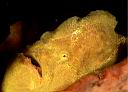 Antennarius sp? (Frogfish)