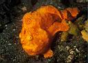 Antennarius pictus (?) (Painted Frogfish)