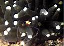 Periclimenes kororensis (Anemone Shrimp)