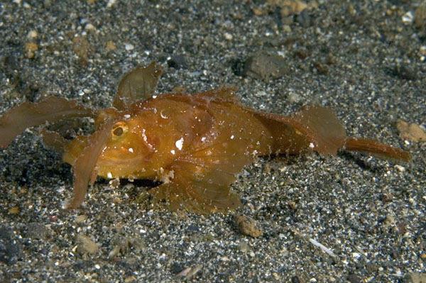 AmbonScorpionfish1