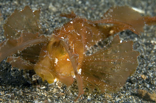 AmbonScorpionfish3