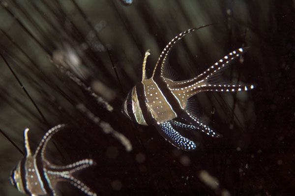Banggai2
