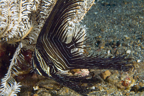 BataviaSpadefish1