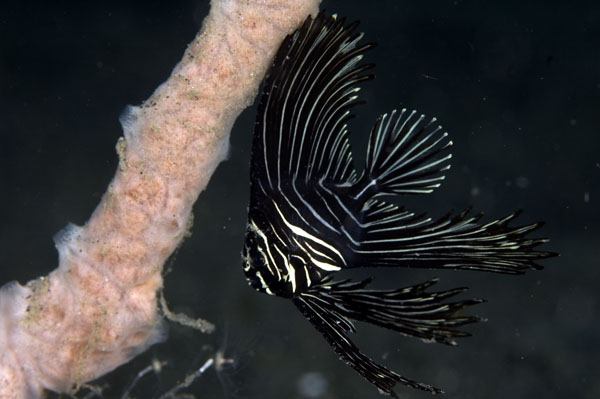 BataviaSpadefish4