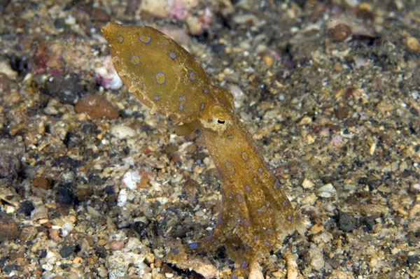 BlueRingedOctopus2