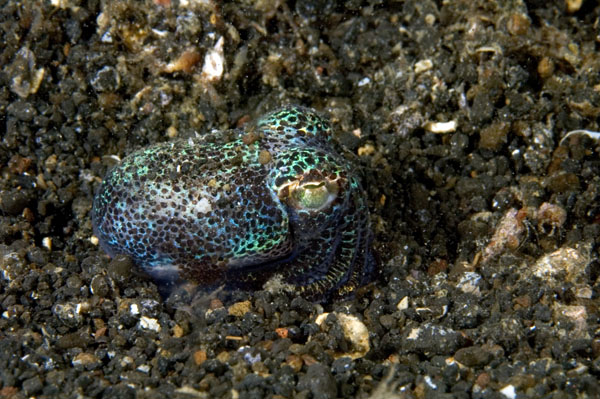 BobtailSquid
