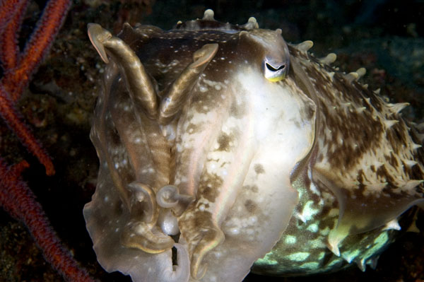 CommonCuttlefish2