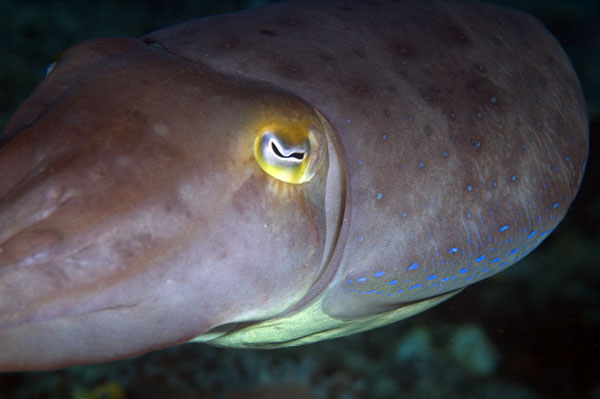 CommonCuttlefish3
