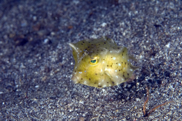 Cowfish1