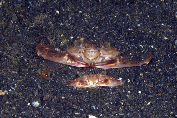 Crab1