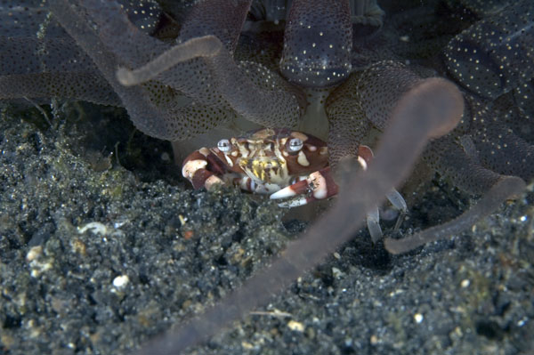 Crab2