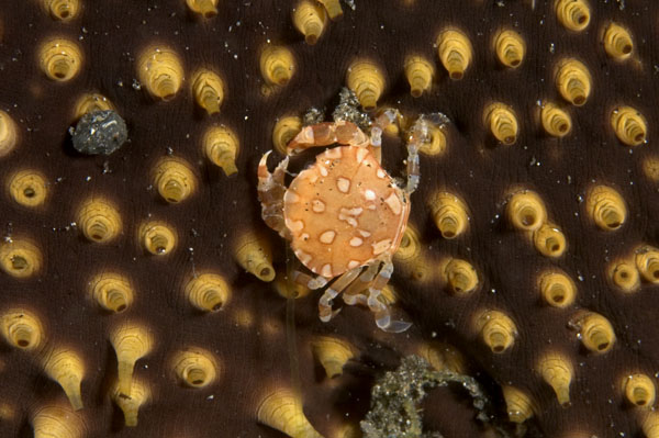 Crab3
