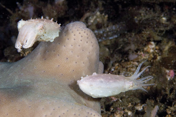 Cuttlefish1