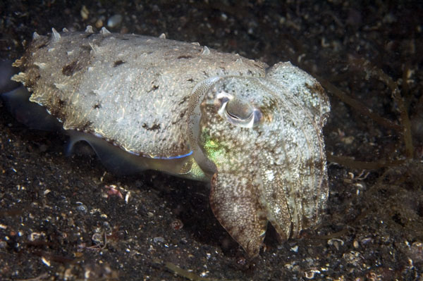 Cuttlefish2