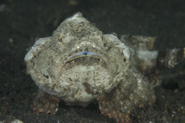 DevilScorpionfish1