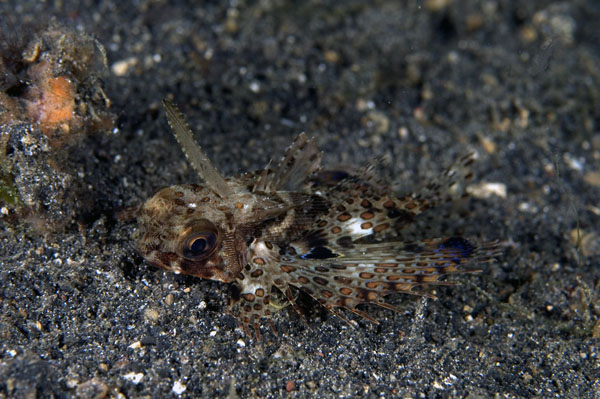 Dragonet