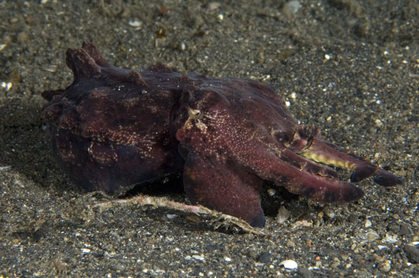 FlamboyantCuttlefish1